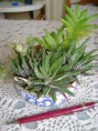 /album/galeria-de-fotos-mini-jardins-de-catos/imagem-de-2013-038-jpg/
